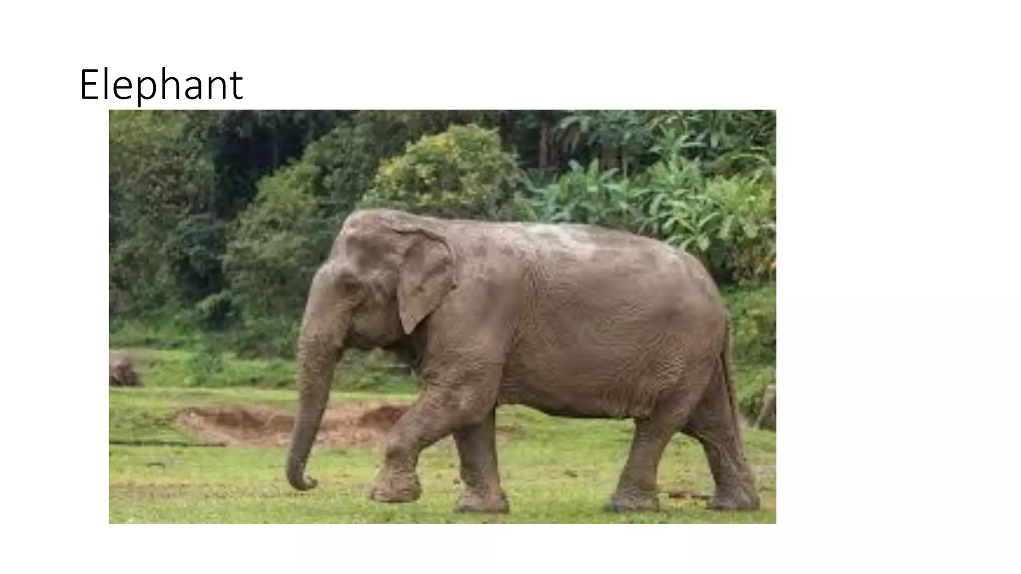 Elephant