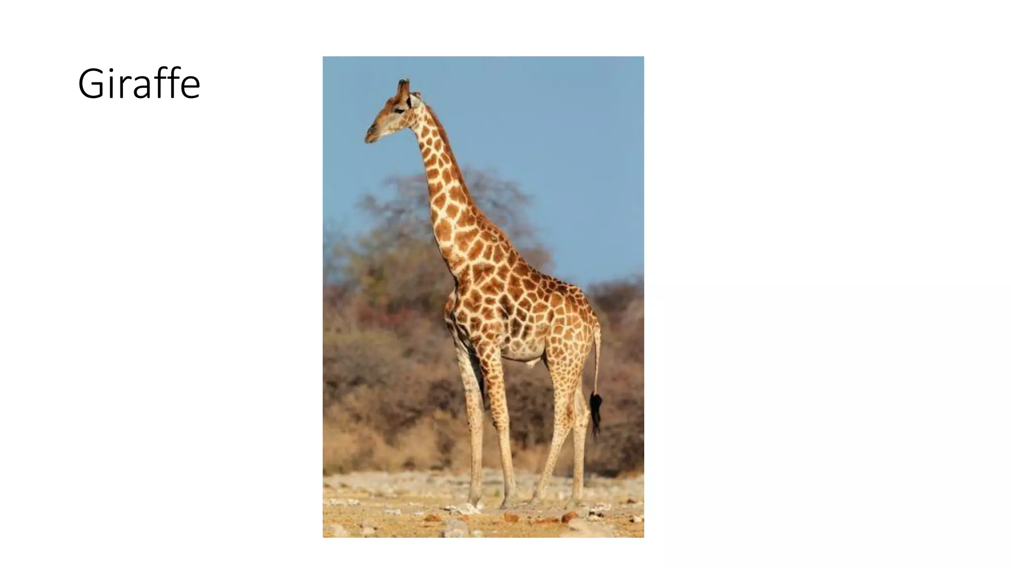 Giraffe