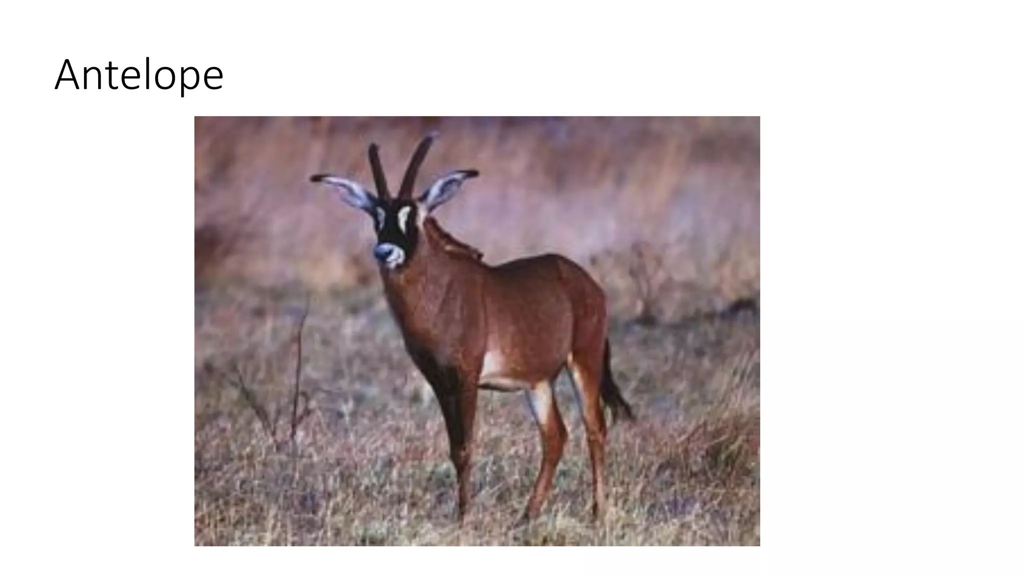 Antelope
