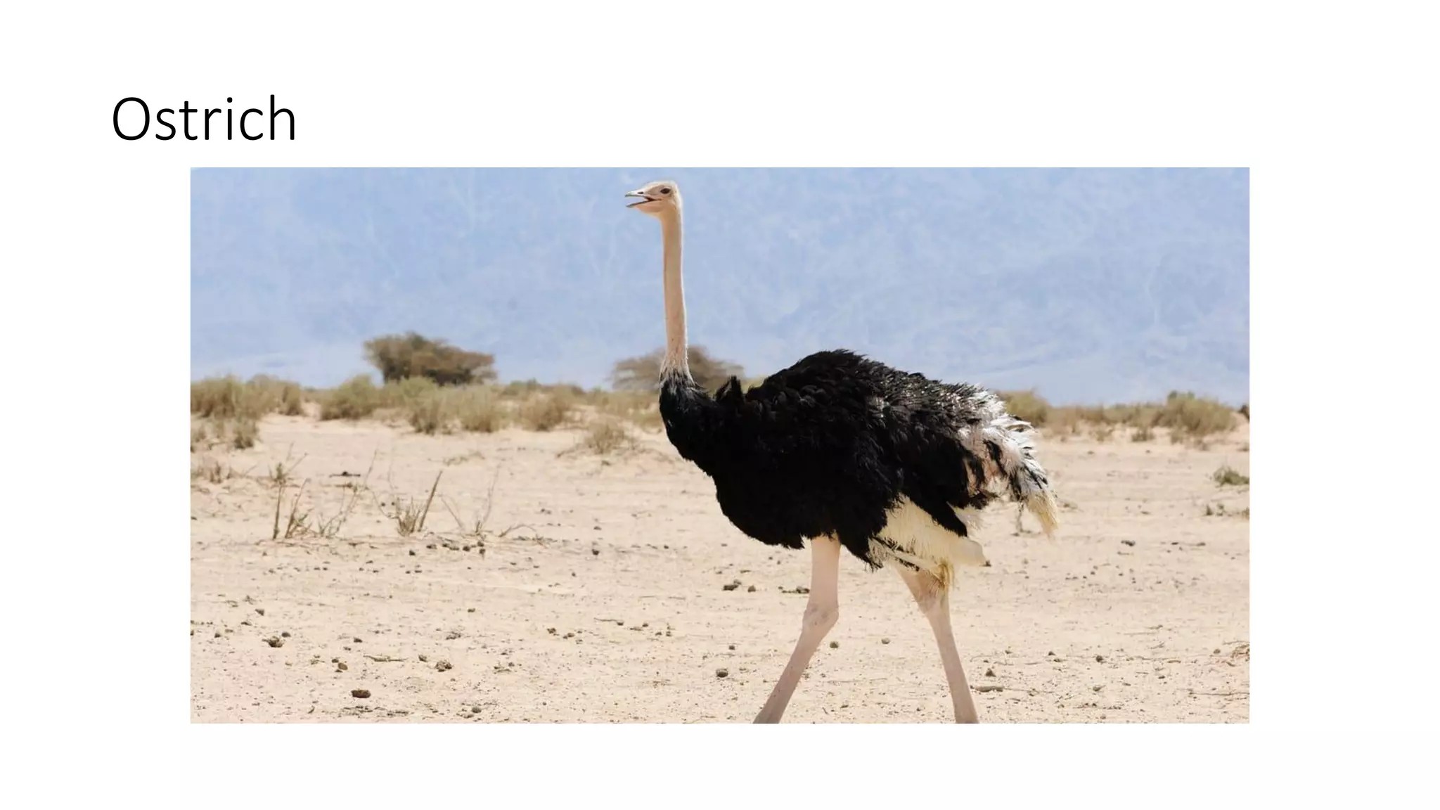Ostrich