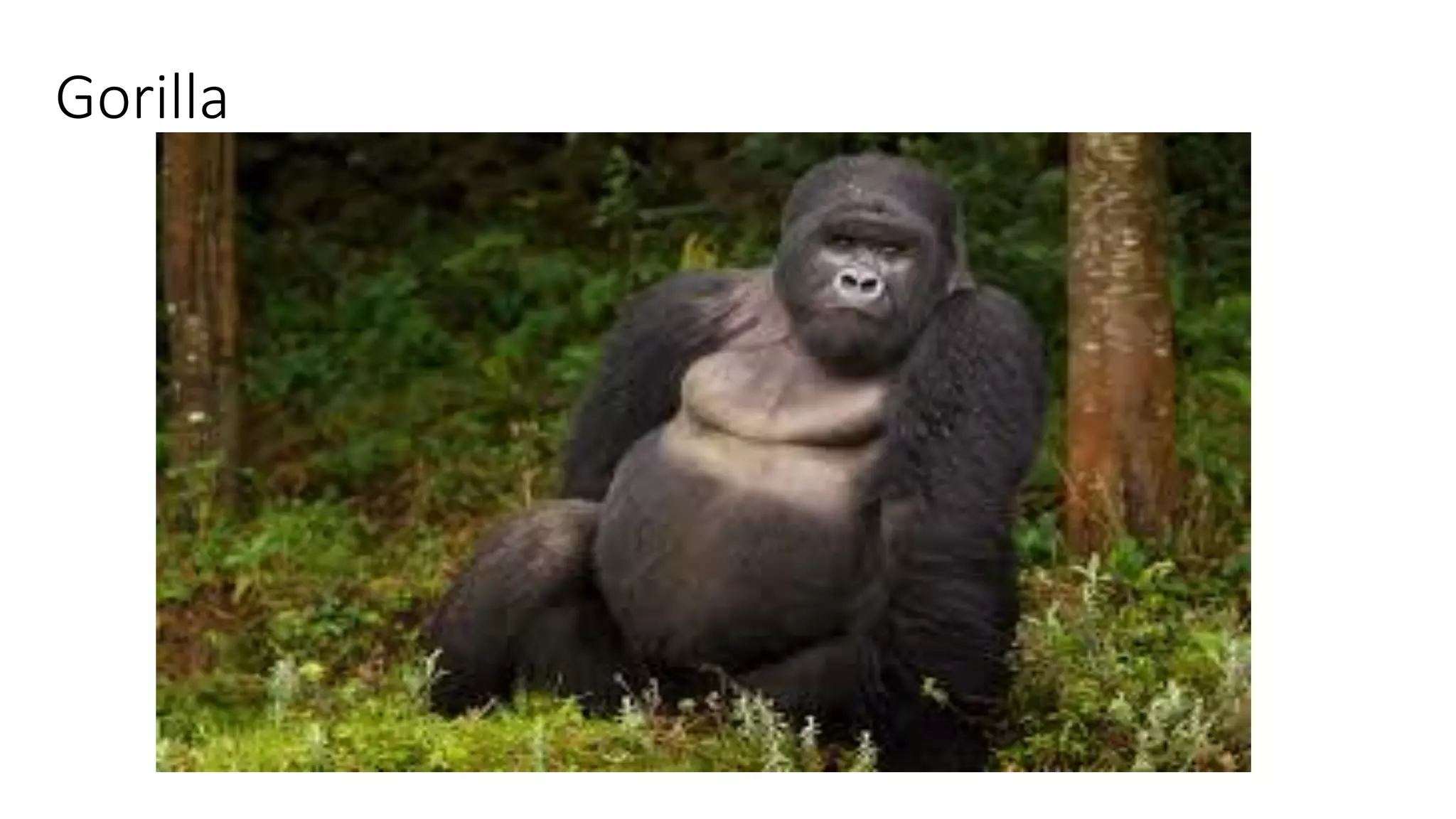 Gorilla