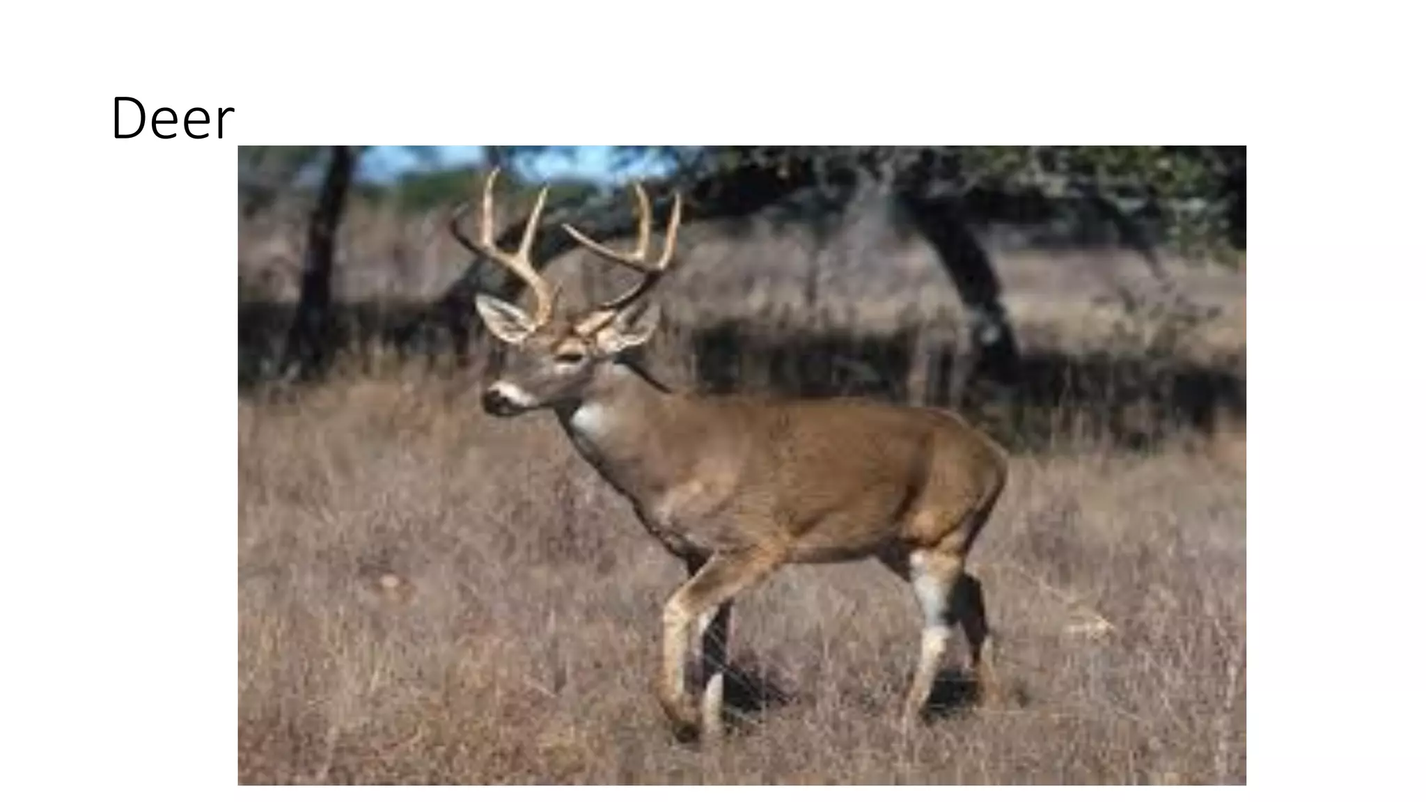 Deer