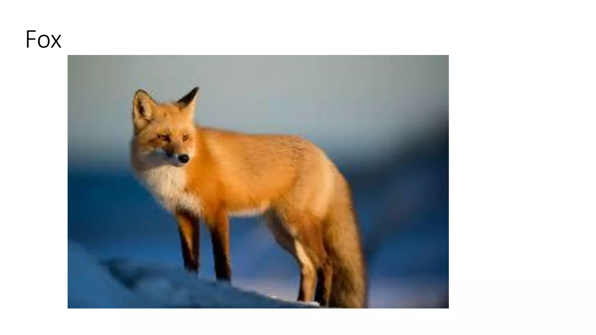 Fox