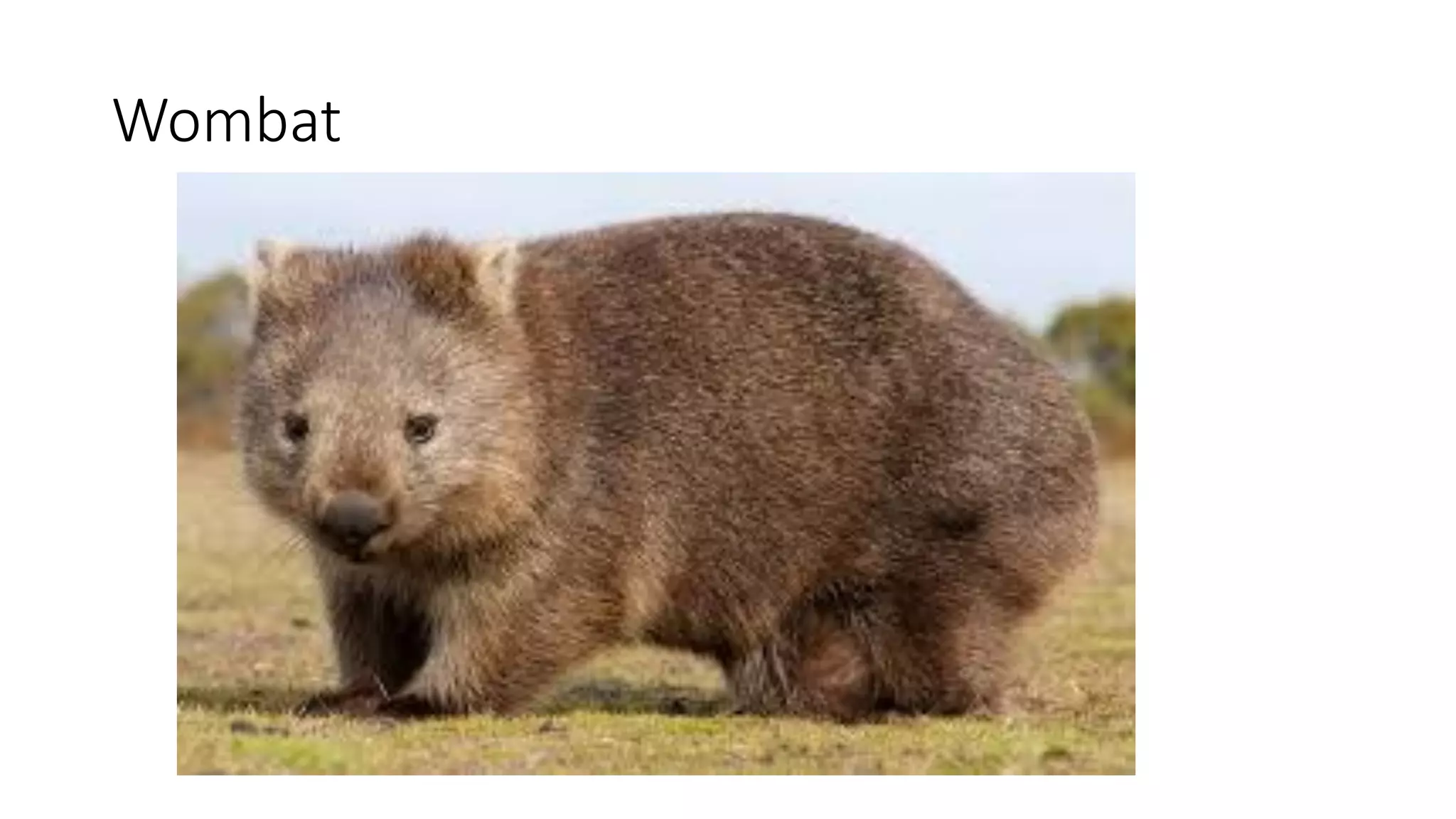 Wombat