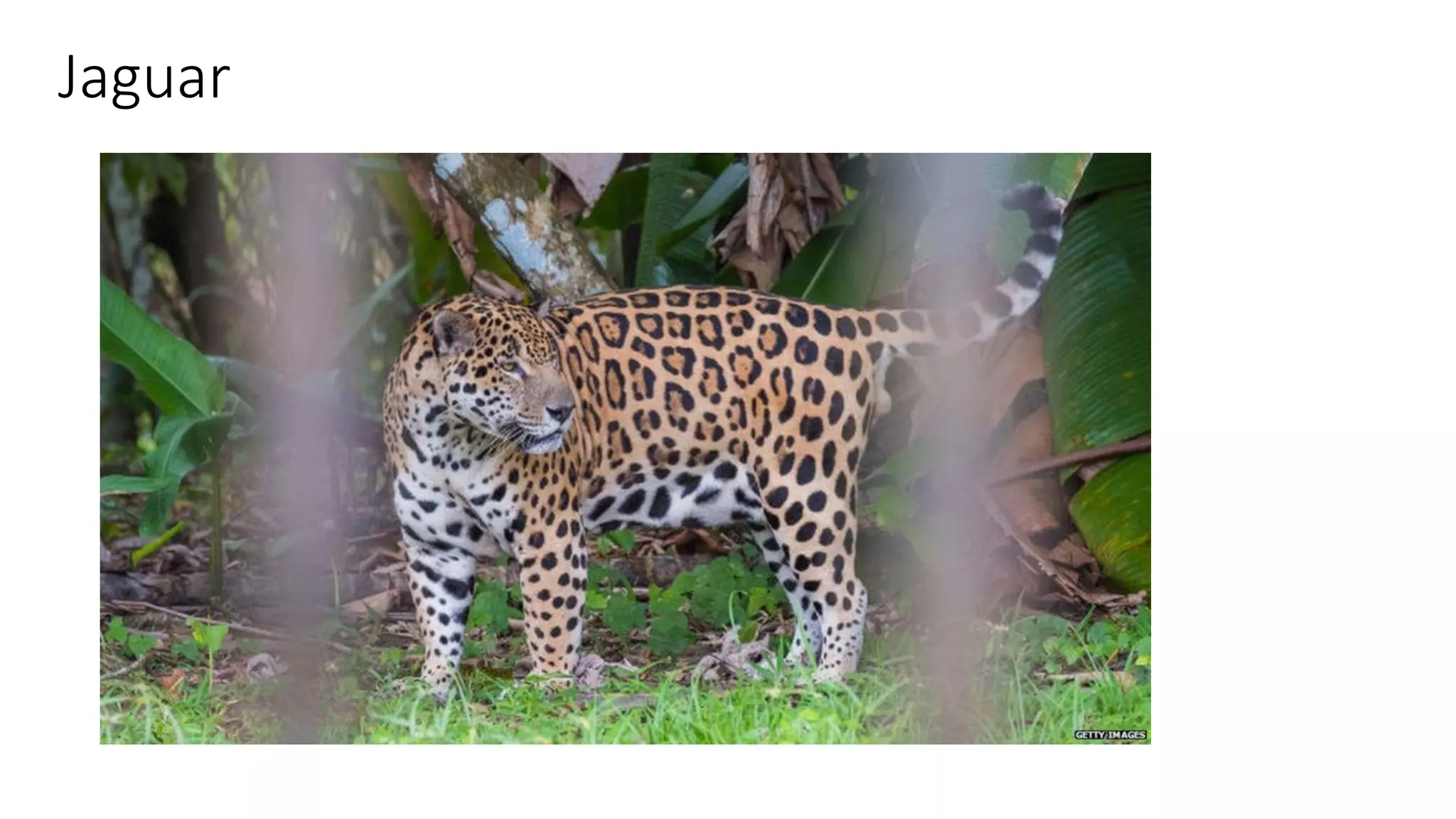 Jaguar