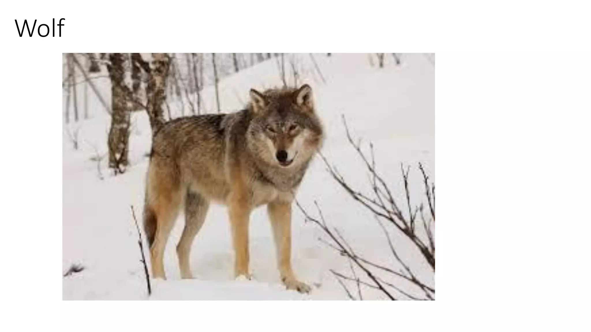 Wolf