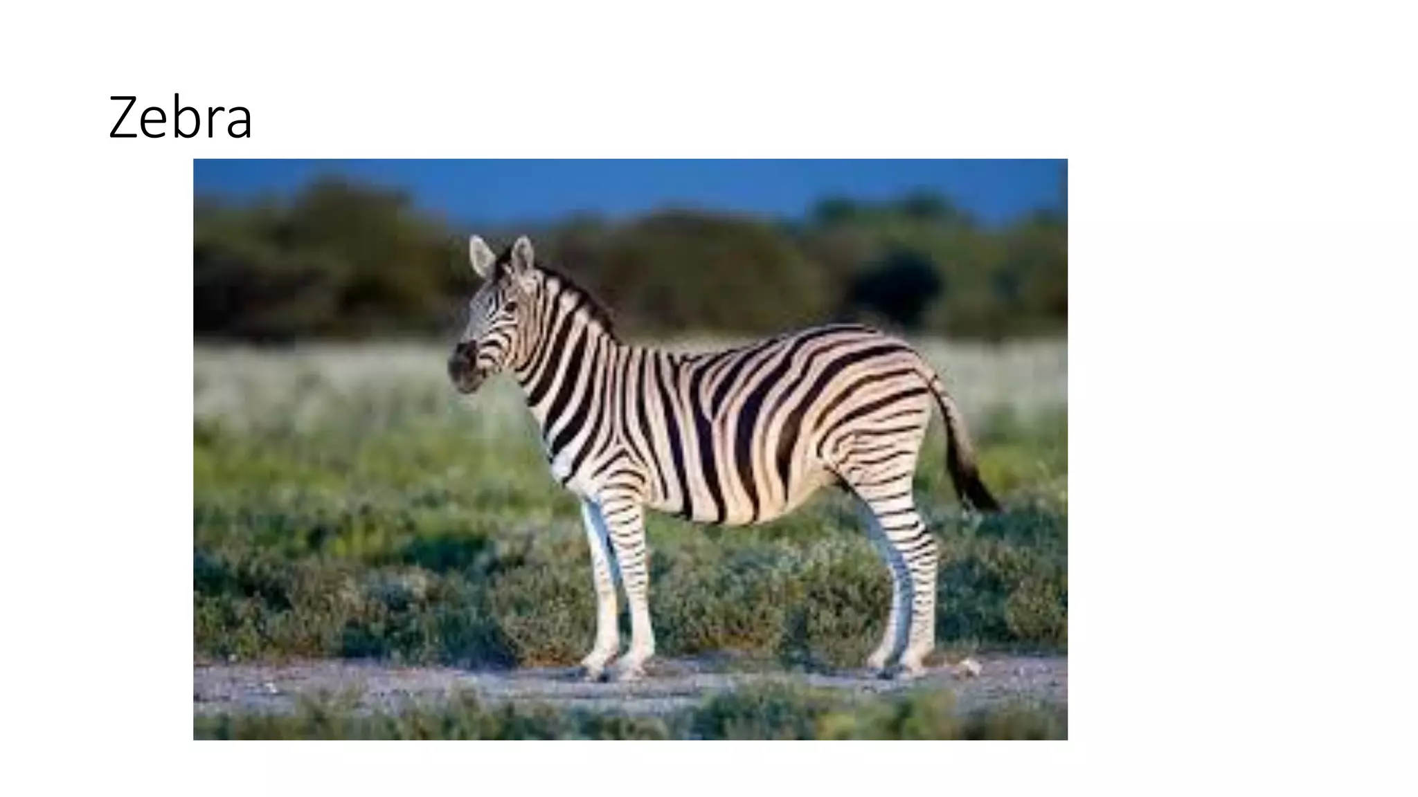 Zebra