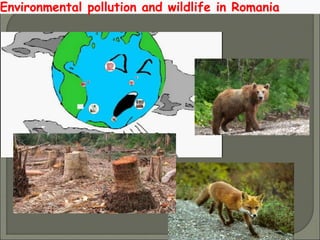 Environmental pollution and wildlife in Romania
 