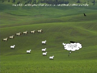 ‫پوما‬ ‫و‬ ‫گرگ‬ ، ‫ببر‬ ‫مانند‬ ‫وحشی‬ ‫حیوانات‬ ‫برابر‬ ‫در‬ ، ‫بز‬ ، ‫خود‬ ‫گوسفندان‬ ‫از‬ ‫محافظت‬ ‫برای‬ ‫چگونه‬.
‫را‬ ‫ما‬ ‫تواند‬ ‫می‬ ‫چگونه‬
‫از‬ ‫شکار‬ ‫ببر‬ ‫متوقف‬
‫ما؟‬
 