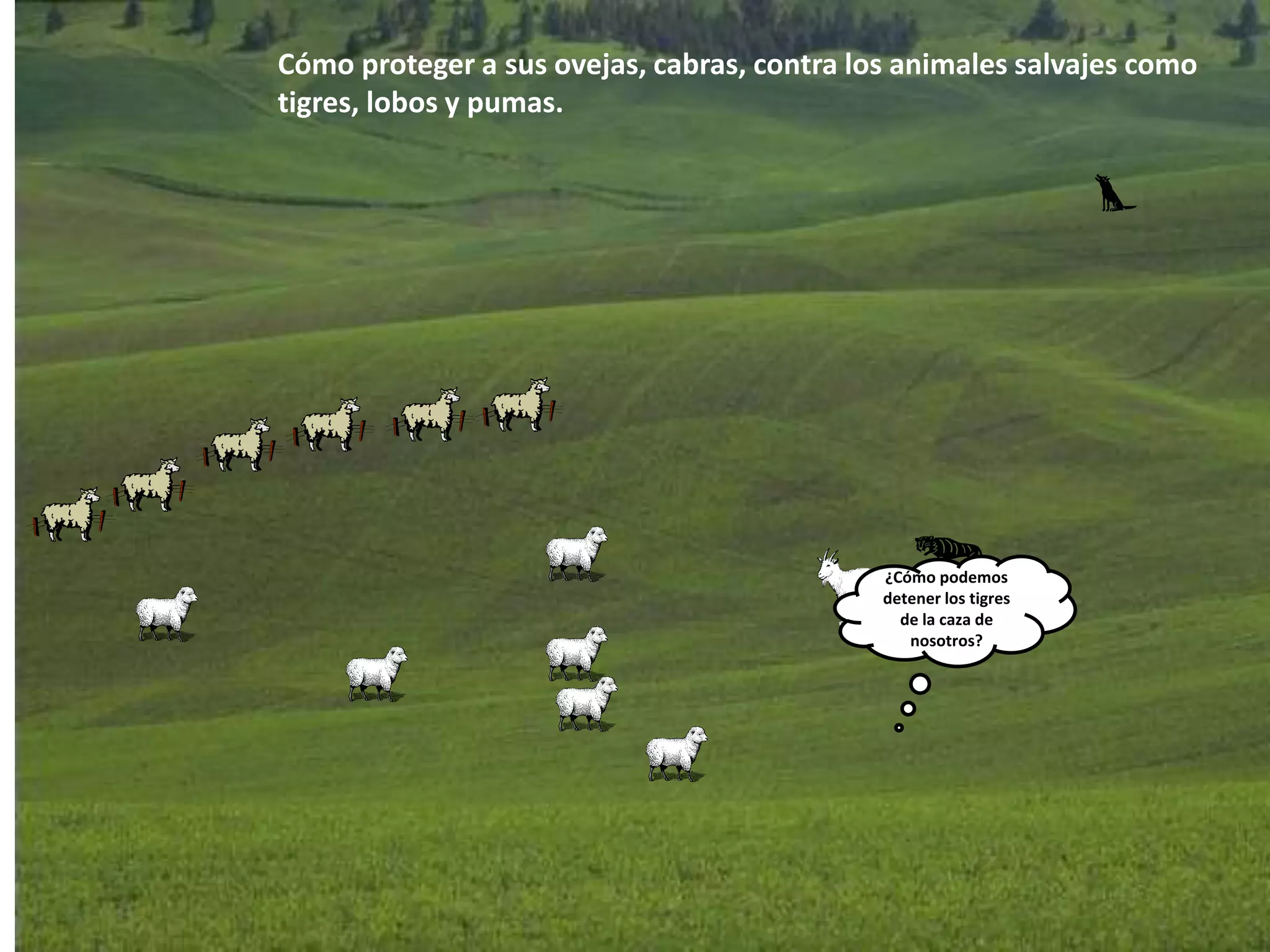 Cómo proteger a sus ovejas, cabras, contra los animales salvajes como
tigres, lobos y pumas.
¿Cómo podemos
detener los tigres
de la caza de
nosotros?