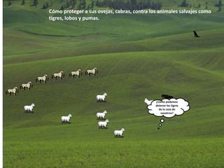 Cómo proteger a sus ovejas, cabras, contra los animales salvajes como
tigres, lobos y pumas.
¿Cómo podemos
detener los tigres
de la caza de
nosotros?
 