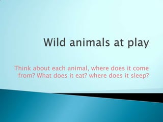 Think about each animal, where does it come
 from? What does it eat? where does it sleep?
 