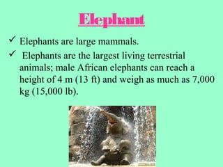 Elephant
 Elephants are large mammals.
 Elephants are the largest living terrestrial
  animals; male African elephants can reach a
  height of 4 m (13 ft) and weigh as much as 7,000
  kg (15,000 lb).
 