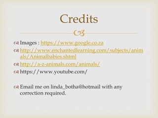 
 Images : https://www.google.co.za
 http://www.enchantedlearning.com/subjects/anim
als/Animalbabies.shtml
 http://a-z-animals.com/animals/
 https://www.youtube.com/
 Email me on linda_botha@hotmail with any
correction required.
Credits
 