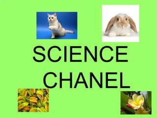 SCIENCE  CHANEL 