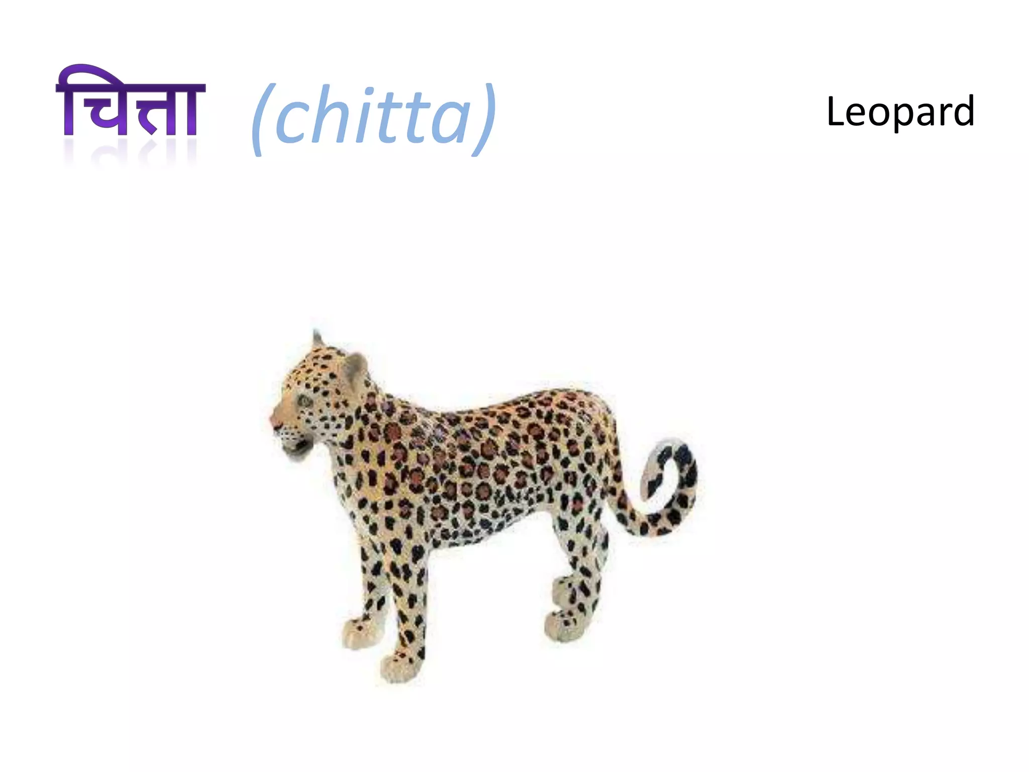 Wild Animals In Marathi PPT Wild Animals In Marathi PPT