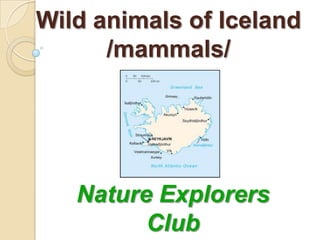 Wild animals of Iceland
      /mammals/




   Nature Explorers
         Club
 