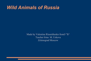 Wild Animals of Russia
Made by Valentine Riasnithenko from5 "Б“
Teacher Irina M. Uskova
Zelenograd Moscow
 