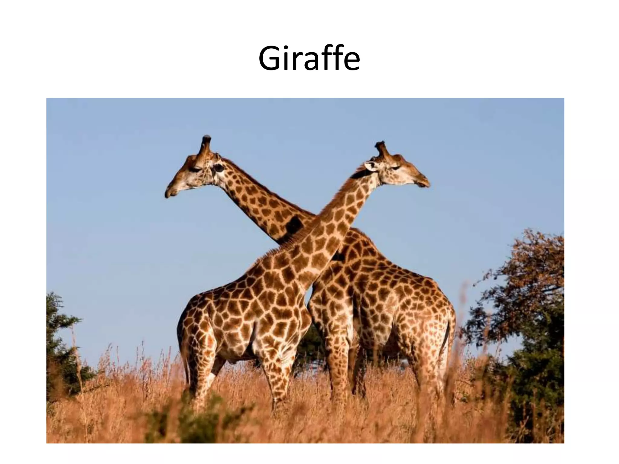 Giraffe
