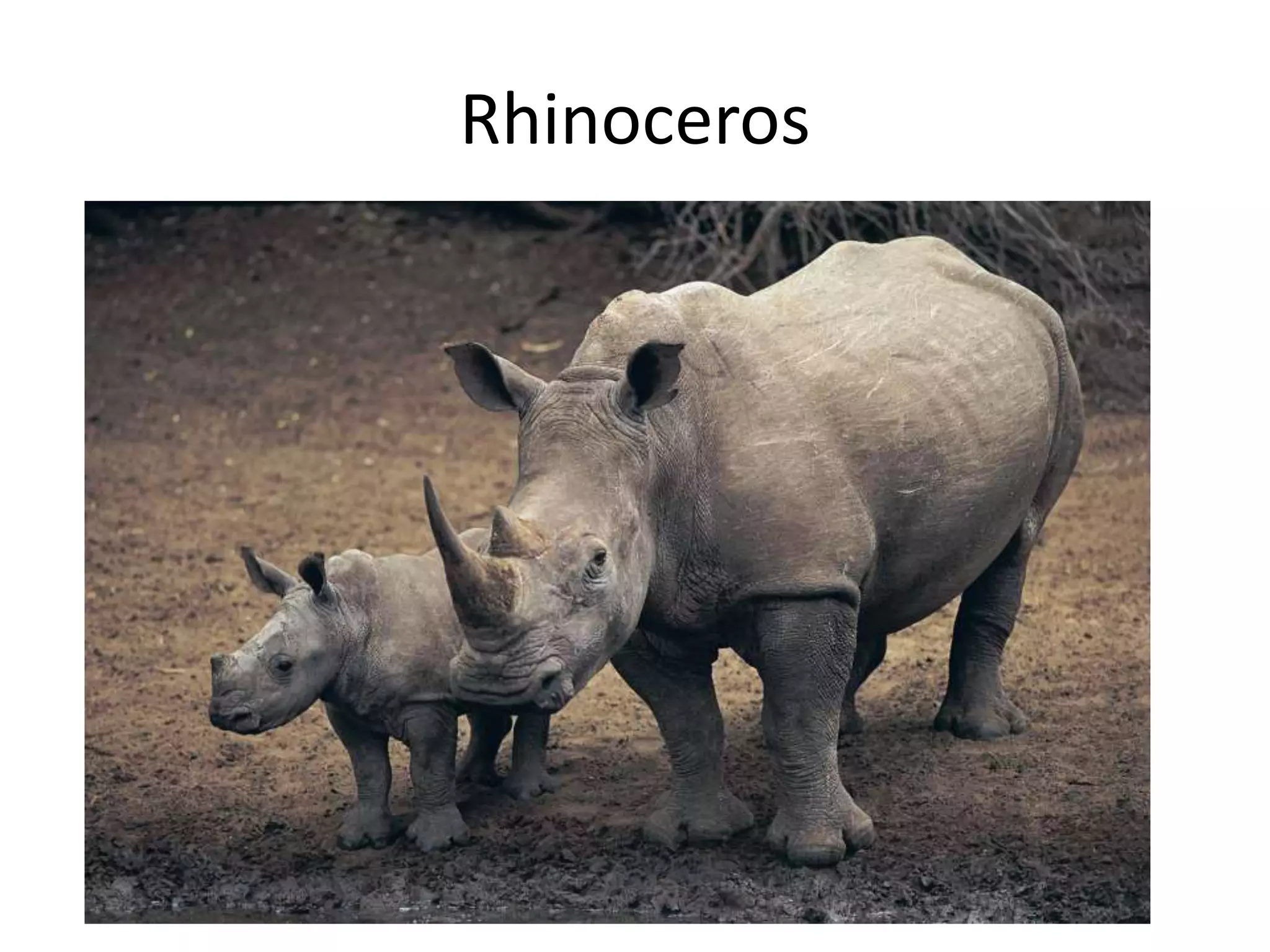 Rhinoceros