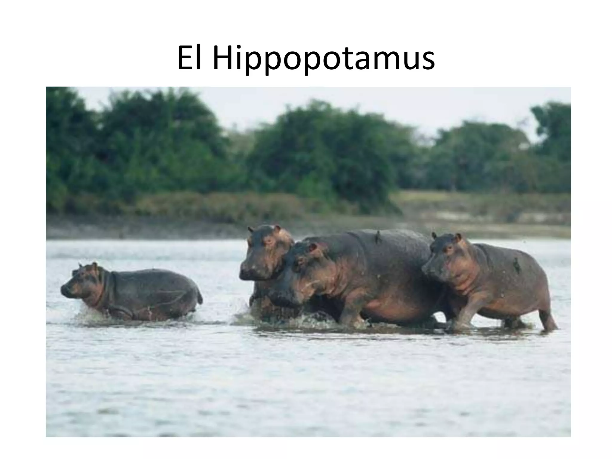 El Hippopotamus