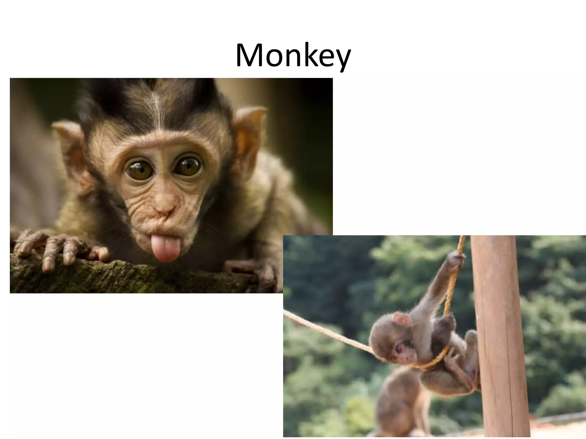 Monkey