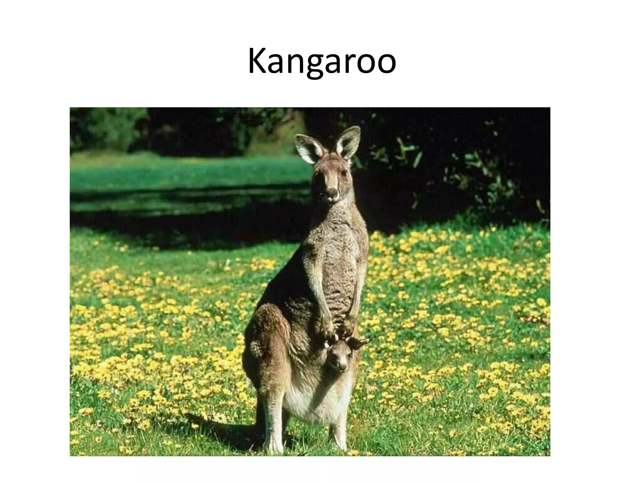 Kangaroo