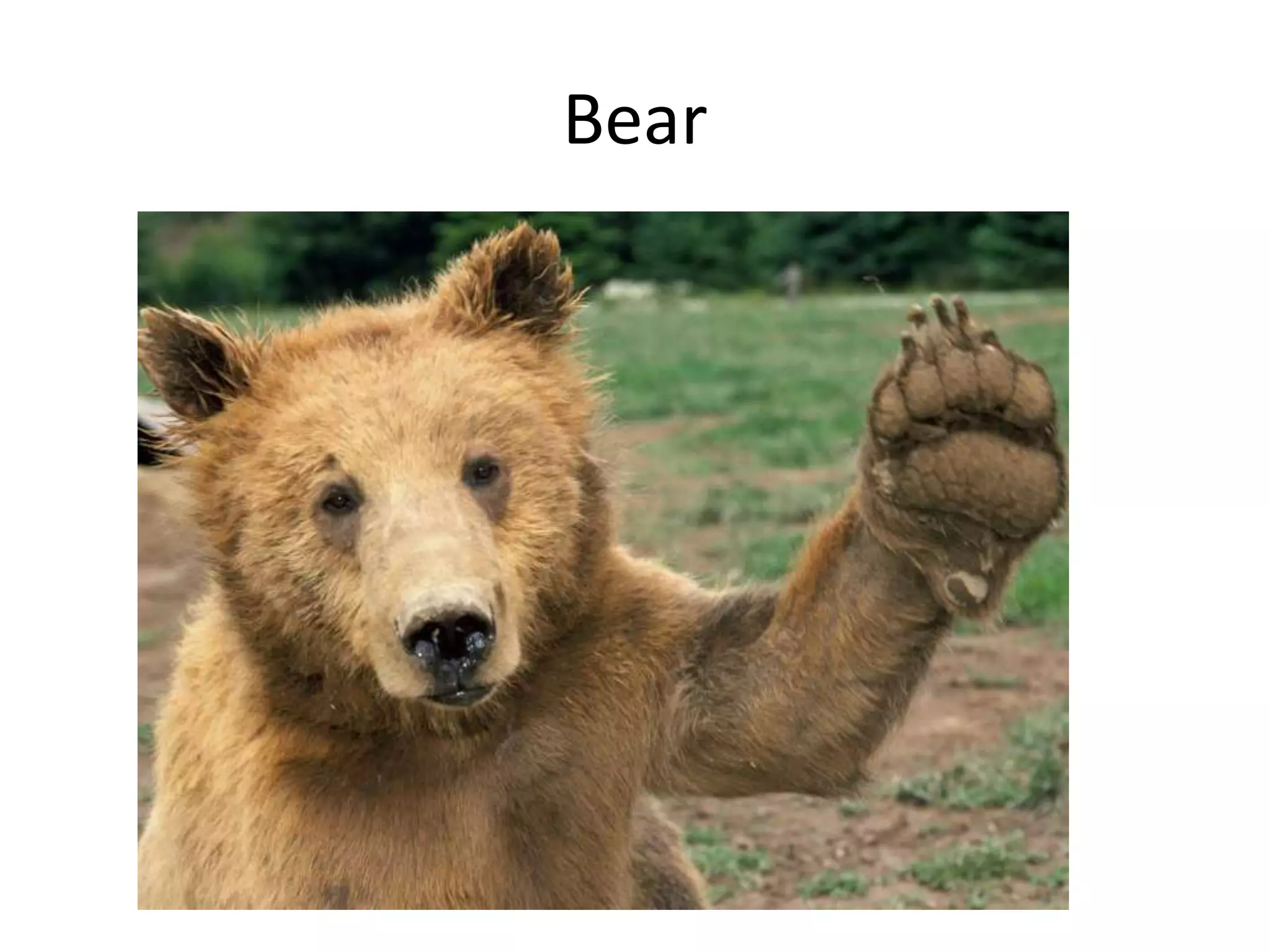 Bear