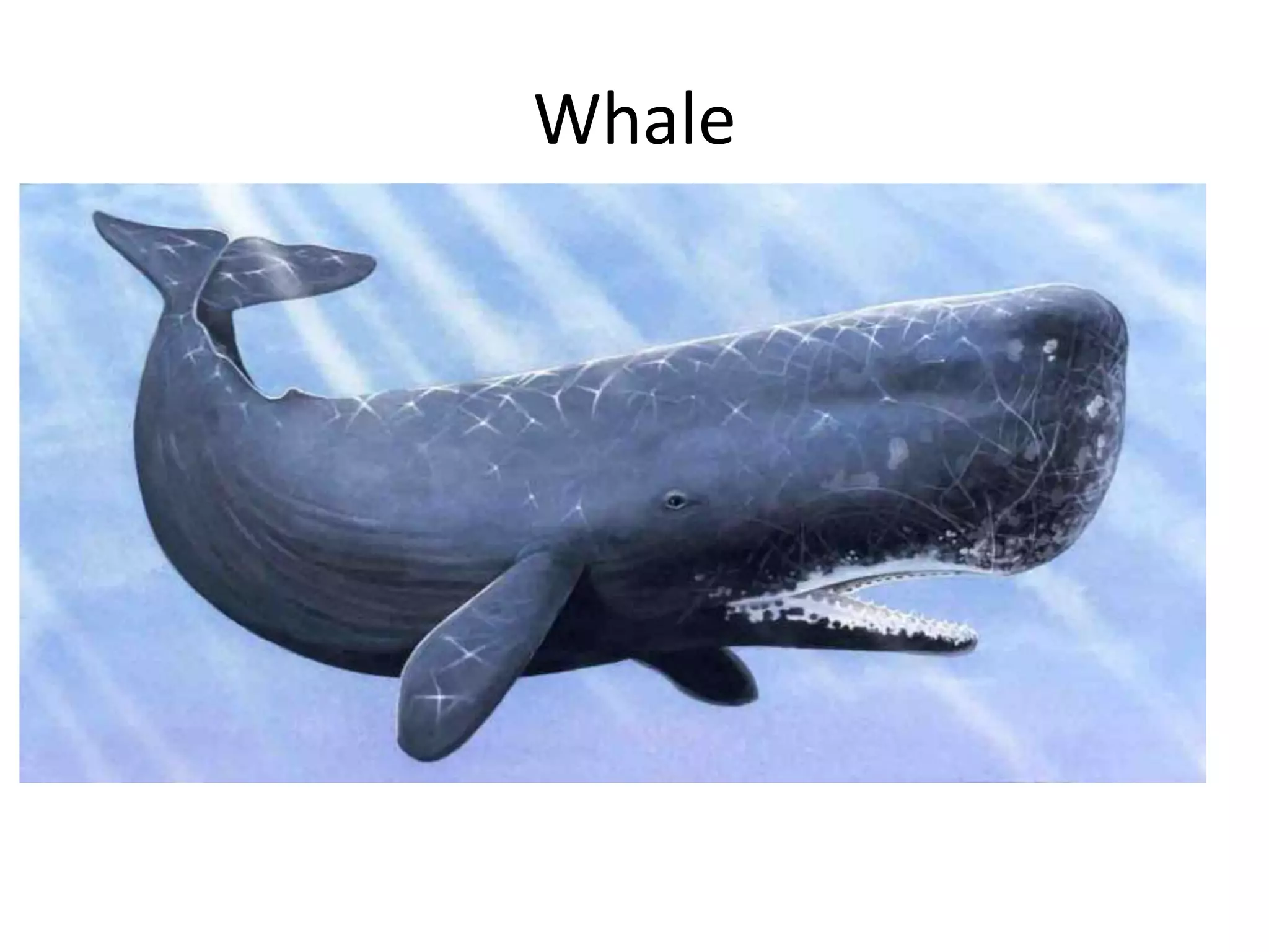 Whale