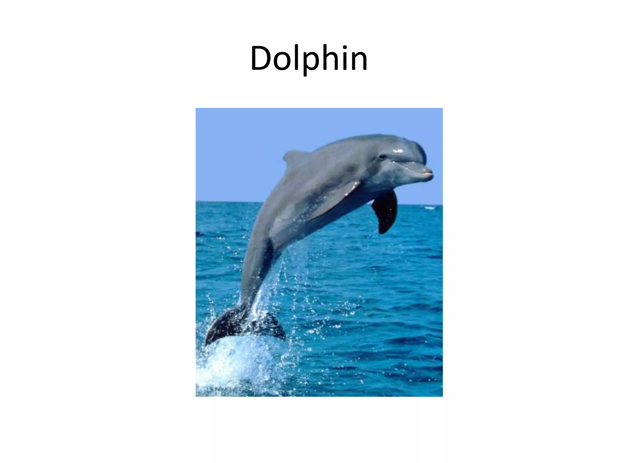 Dolphin