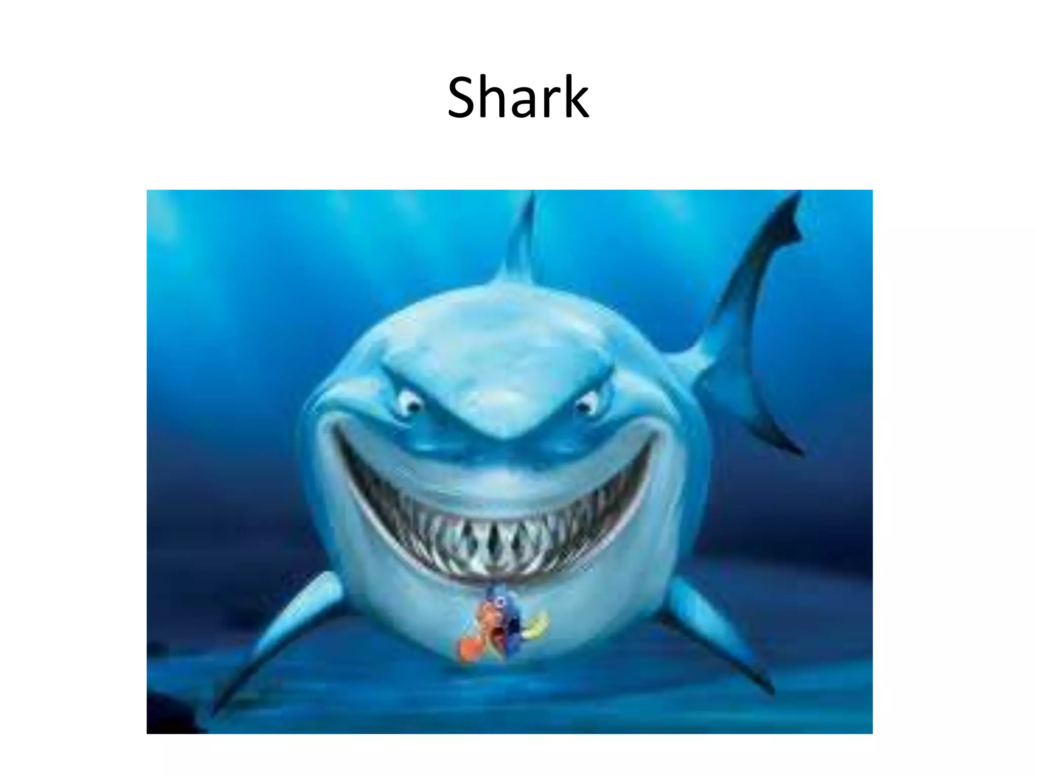 Shark