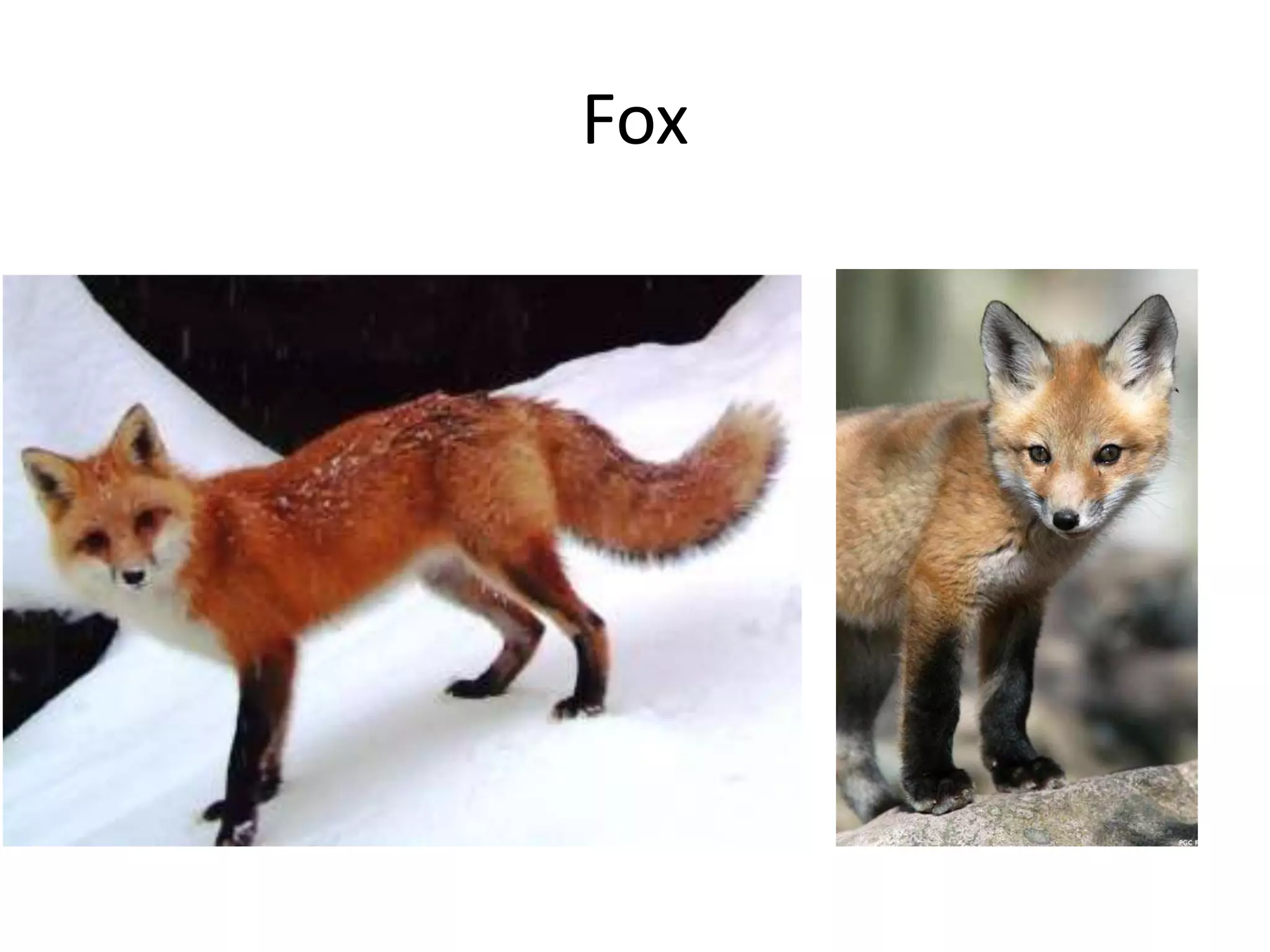 Fox