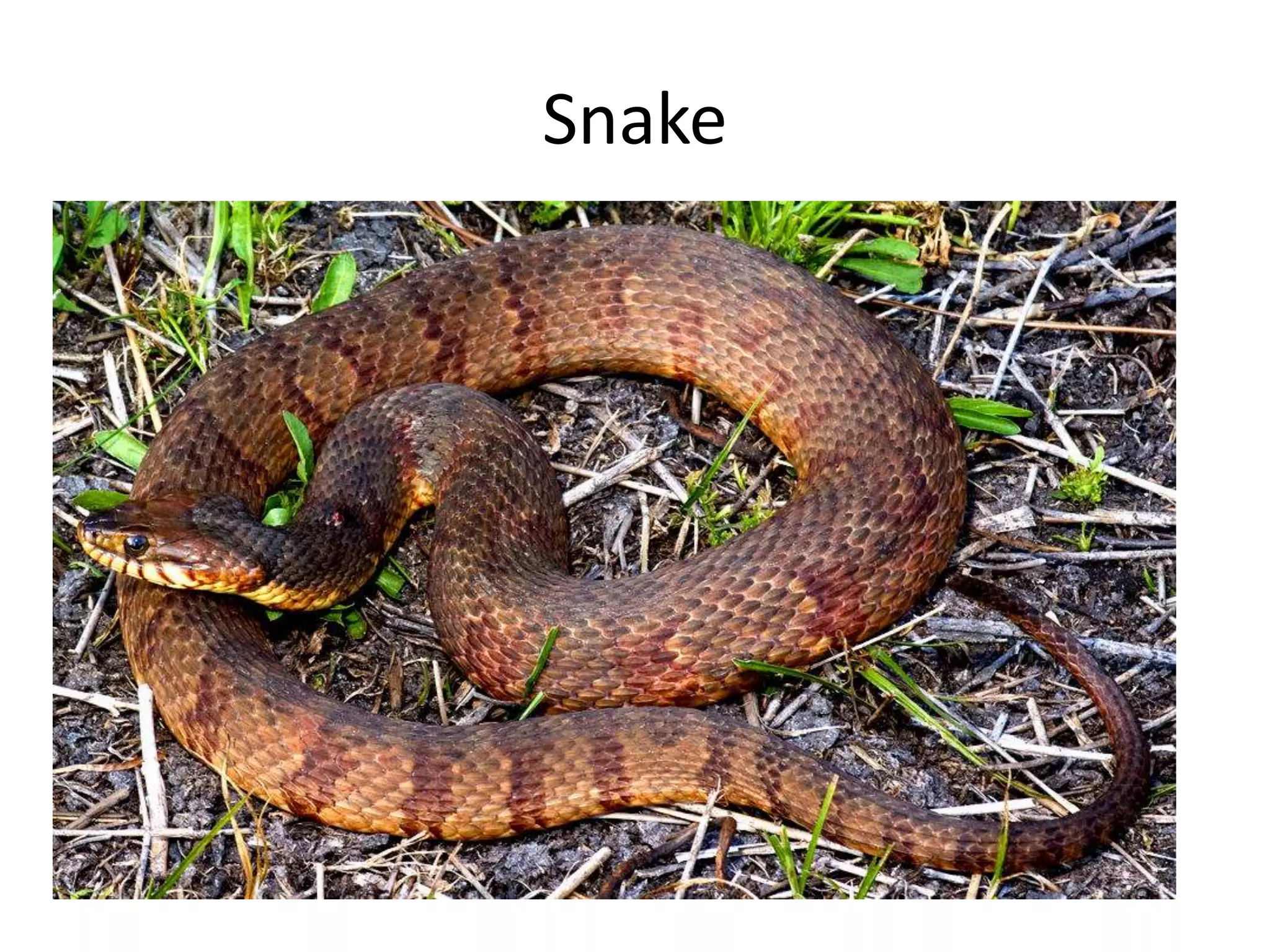 Snake