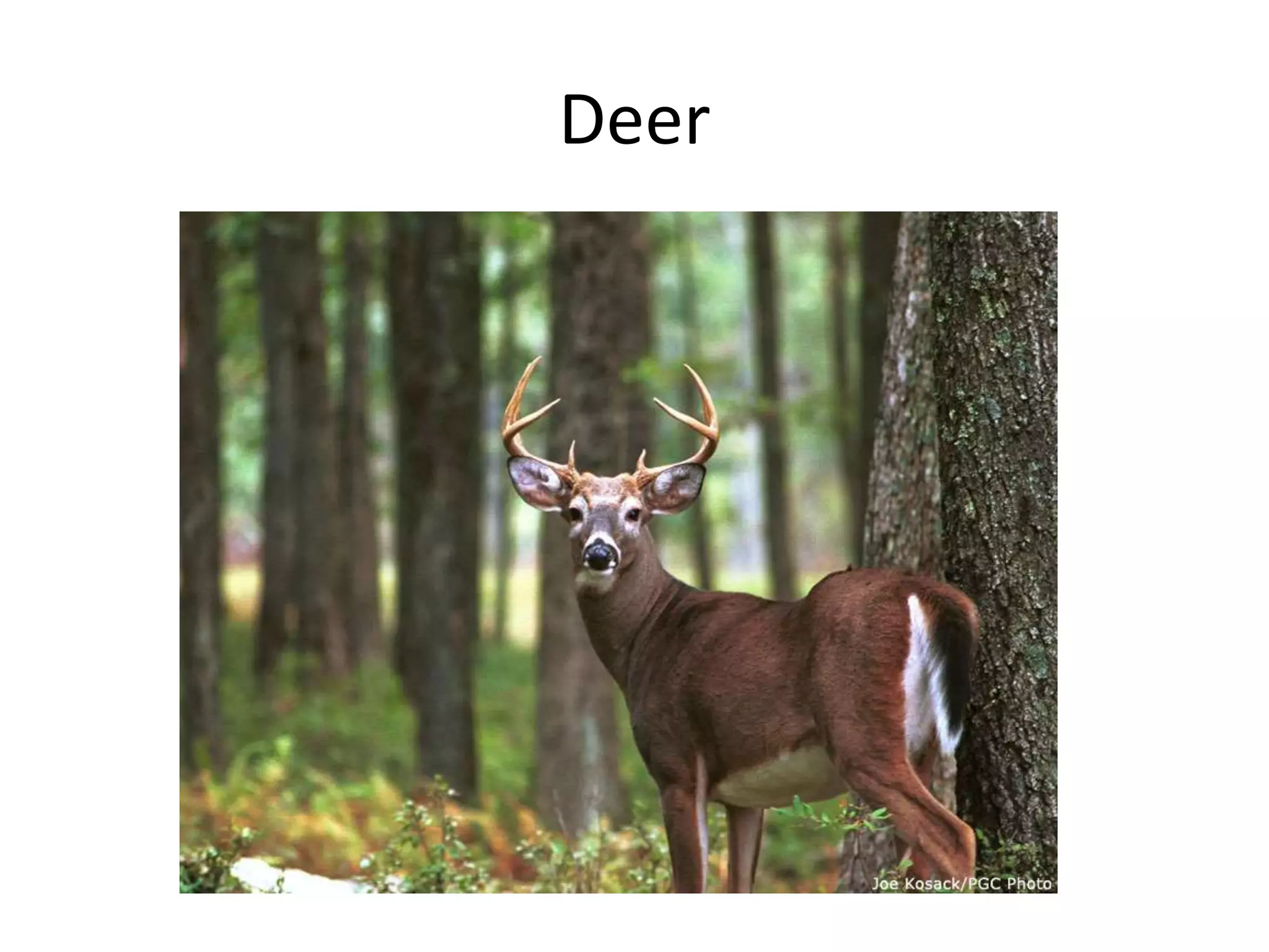 Deer