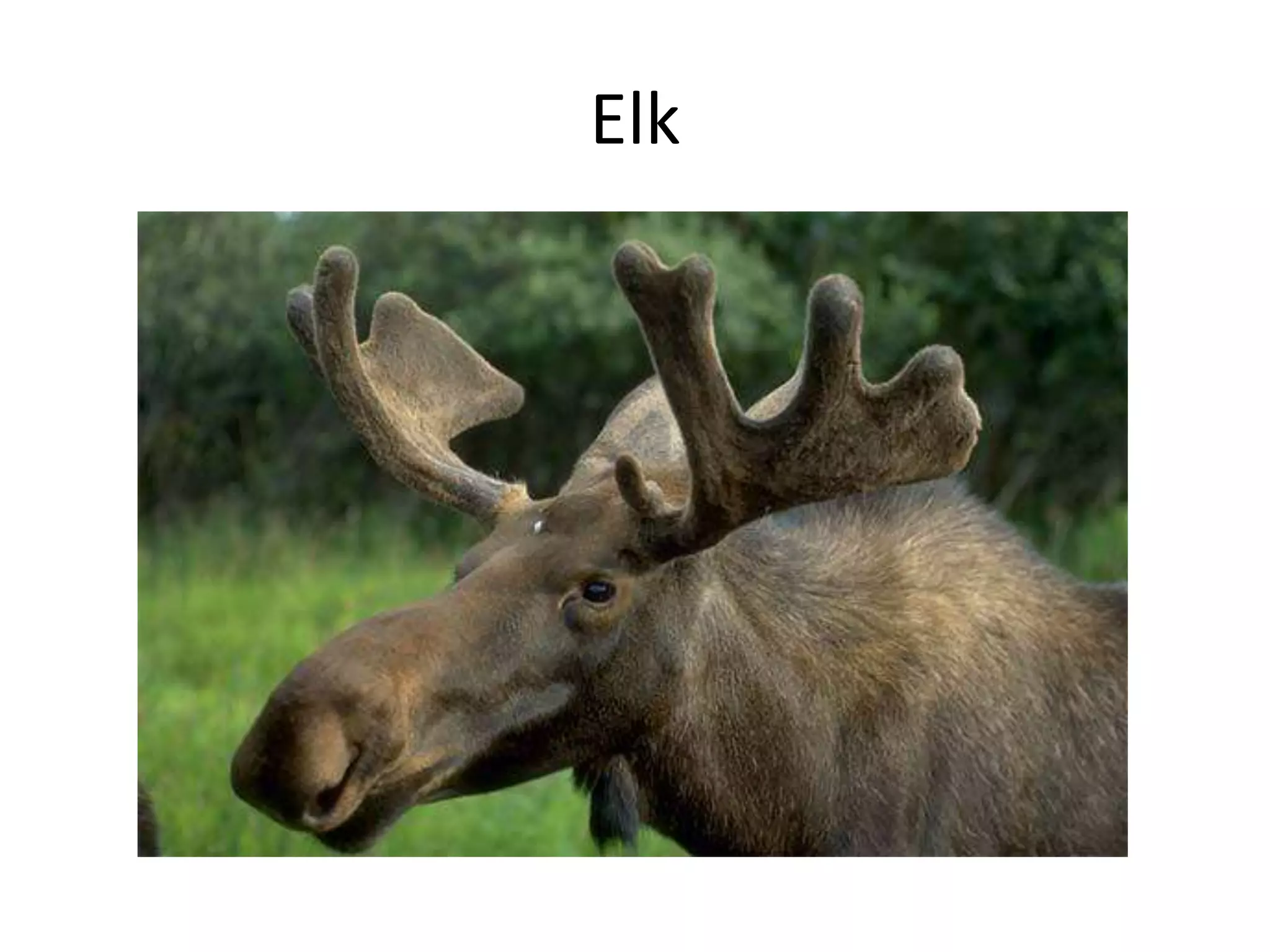 Elk