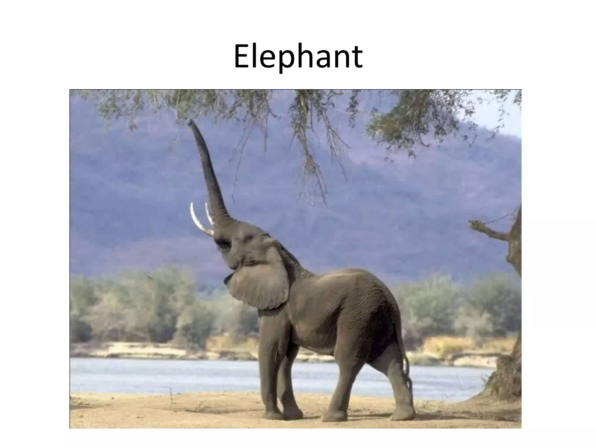 Elephant