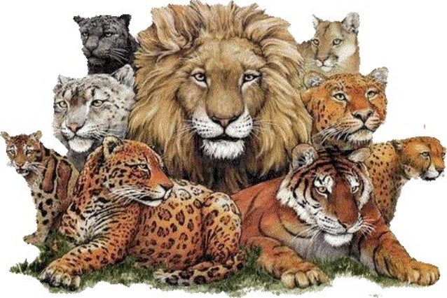 wild animals ppt