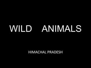 WILD ANIMALS
HIMACHAL PRADESH
 