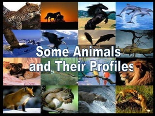 Some Animals and Their Profiles 