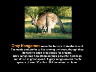 Gray Kangaroos   roam the forests of Australia and Tasmania and prefer to live among the trees, though they do take to open grasslands for grazing. Gray kangaroos hop along on their powerful hind legs and do so at great speed. A gray kangaroo can reach speeds of over 35 miles (56 kilometers) an hour  