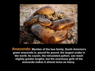 Anaconda:   Member of the boa family, South America’s green anaconda is, pound for pound, the largest snake in the world. Its cousin, the reticulated python, can reach slightly greater lengths, but the enormous girth of the anaconda makes it almost twice as heavy.  