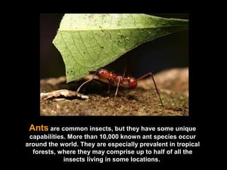 Ants   are common insects, but they have some unique capabilities. More than 10,000 known ant species occur around the world. They are especially prevalent in tropical forests, where they may comprise up to half of all the insects living in some locations.  