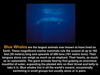 Blue Whales   are the largest animals ever known to have lived on Earth. These magnificent marine mammals rule the oceans at up to 100 feet (30 meters) long and upwards of 200 tons (181 metric tons). Their tongues alone can weigh as much as an elephant. Their hearts, as much as an automobile. The giant animals feed by first gulping an enormous mouthful of water, expanding the pleated skin on their throat and belly to take it in. Blue whales live in all the world's oceans, occasionally swimming in small groups but usually alone or in pairs.  