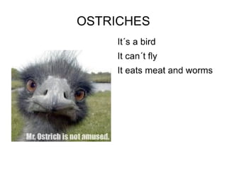 Wild animals sergio gonzalez.