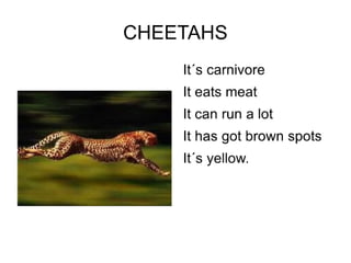 Wild animals sergio gonzalez.