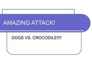 AMAZING ATTACK! DOGS VS. CROCODILE!!!! 