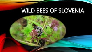 WILD BEES OF SLOVENIA
 