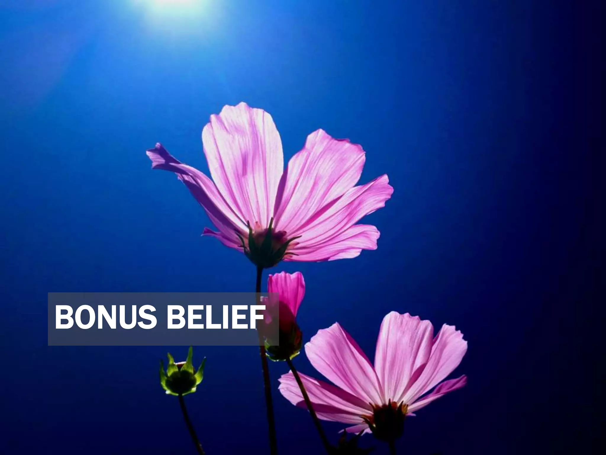 BONUS BELIEF
 