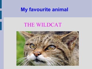 My favourite animal


 THE WILDCAT
 
