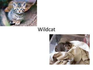 Wildcat
 